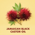 JAMAICAN BLACK CASTOR OIL